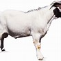 Image result for Domestic Goat