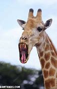 Image result for Scared Giraffe