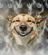 Image result for Stoned Dog Meme