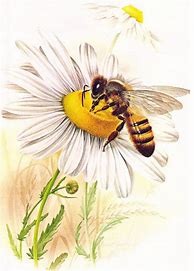 Image result for Bee Drawing