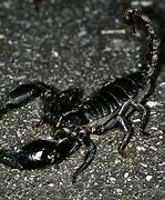 Image result for Black Scorpion Bug