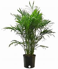 Image result for Indoor Palms House Plant Identification
