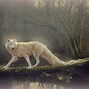 Image result for Absolutely Beautiful Wolf