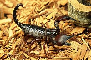 Image result for African Scorpion