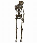 Image result for Hanged Skeleton