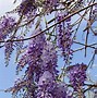 Image result for Wisteria Blooms