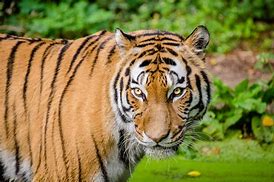 Image result for Tiger Wild Animals