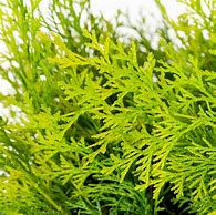 Image result for Lowe's Shrubs Clearance