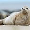 Image result for Types of Seals