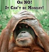 Image result for Funny Quotes Morning Good Monday