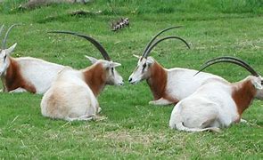 Image result for Animals in Sudan