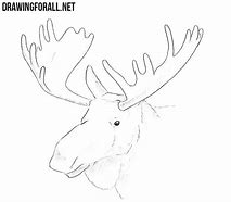 Image result for Elk Head Drawings