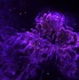 Image result for Purple Fire Flower