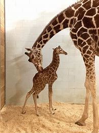 Image result for Baby Giraffe