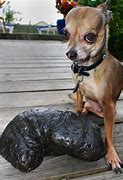 Image result for Guinness World Record Poop