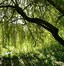 Image result for Shade Trees