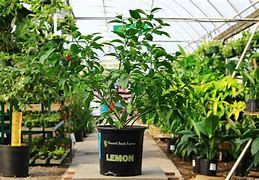 Image result for 2-3 ft. - Meyer Lemon Tree - Grow Lemons Anywhere In The Country, Outdoor Plant