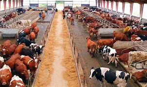Image result for Cow Farm Near Me