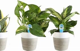 Image result for Costa Farms Clean Air 3-Pack O2 For You Live House Plant Collection, White Decor Planter, Green, Yellow