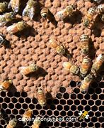 Image result for Brood Honey Bee