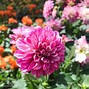 Image result for Annual Flower Plants