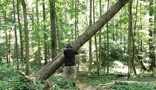 Image result for Cutting Tree Hung Up