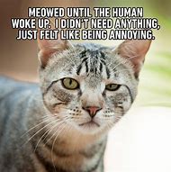 Image result for Afternoon Funny Cat Meme Sick