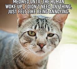 Image result for Silly Funny Cat Jokes