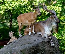 Image result for Bronx Zoo Goat
