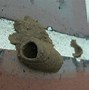 Image result for Identify Wasp Nest
