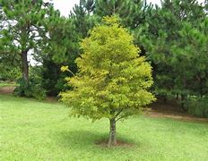Image result for Small Tree