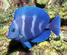 Image result for Saltwater Fish with Cobalt Blue