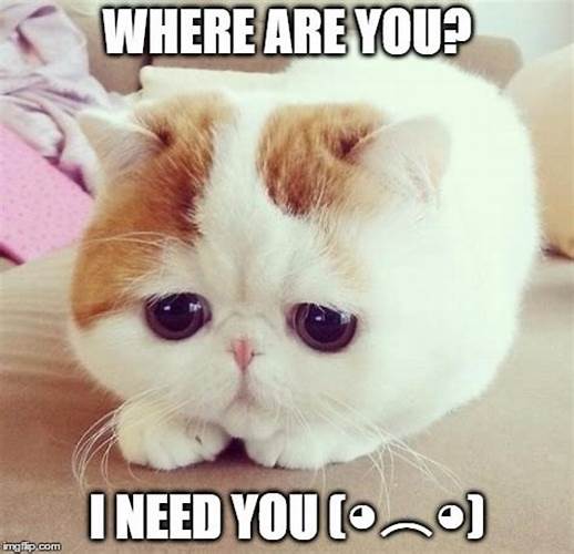 Sad Cat Memes That Will Break Your Heart