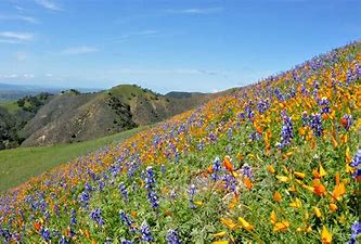 Image result for images Montana wild flowers