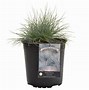 Image result for 3 Gallon - Maiden Grass - Low-Maintenance And Elegant Ornamental Grass