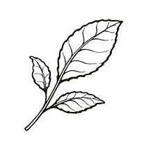 Image result for Mint Leaf Outline