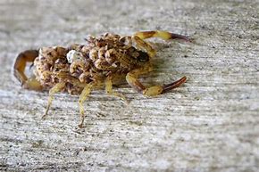 Image result for Scorpion Spider Arizona