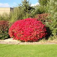 Image result for Lowe's Small Dwarf Burning Bush