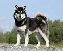 Image result for Malamute Do Alasca