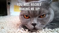 Image result for Funny Animals with Words