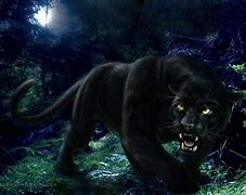 Image result for Black Panther in the Dark
