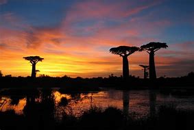 Image result for Madagascar Beauty