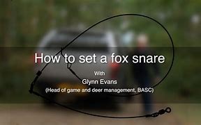 Image result for Fox Snare