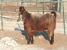 Image result for Damascus Goat
