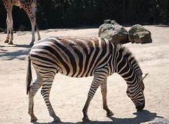 Image result for Adelaide Zoo