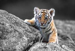 Image result for Baby Tiger Cool Wallpapers