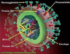 Image result for Virus Flu Burung