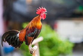 Image result for Morning Rooster