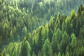 Image result for Sustainable Forestry