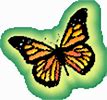 Image result for Maiden Blush Butterfly